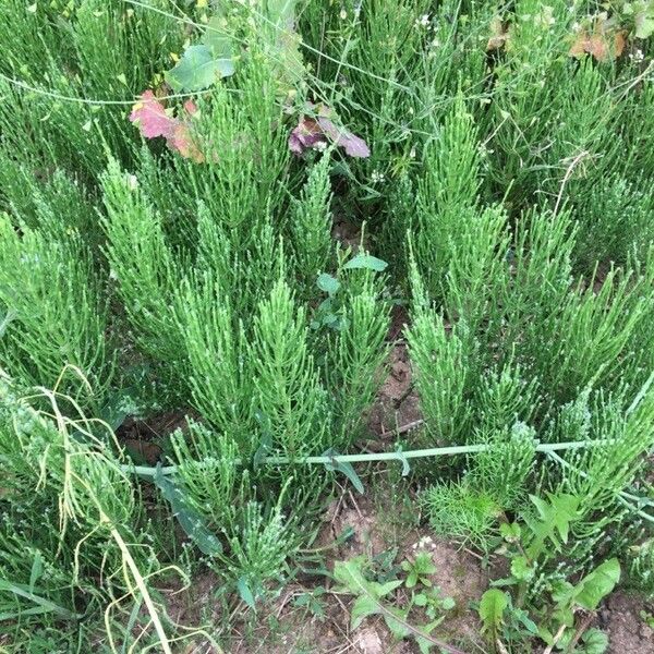 Equisetum arvense Leaf