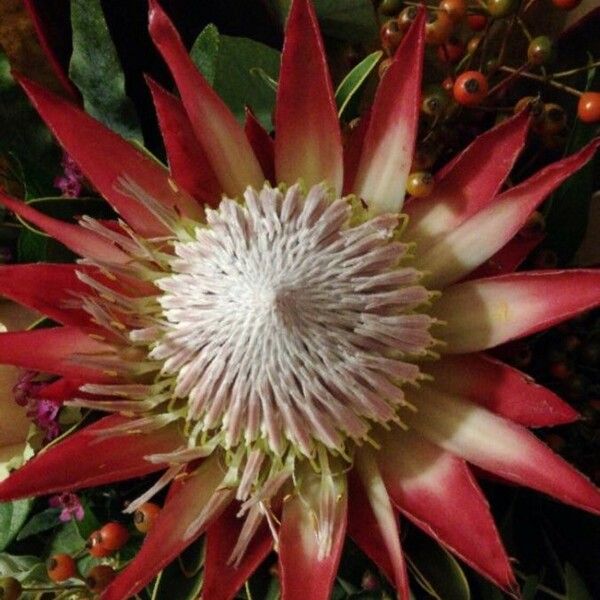 Protea cynaroides फूल