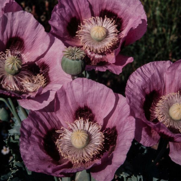 Papaver somniferum Λουλούδι