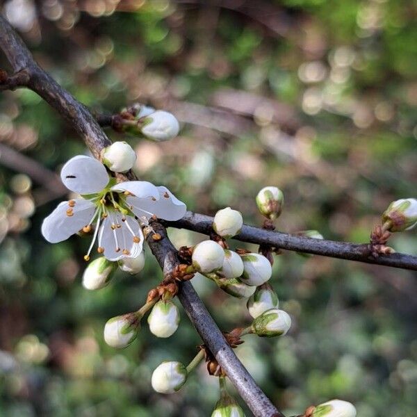 Prunus spinosa Flower
