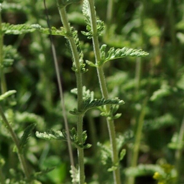 Achillea odorata Folha