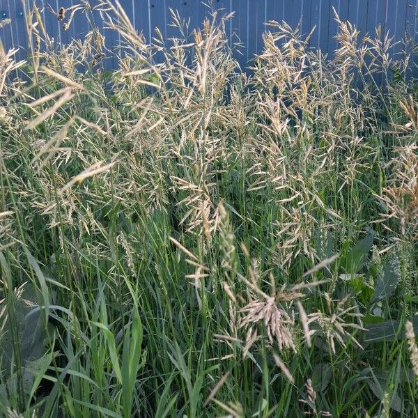 Bromus inermis Flower