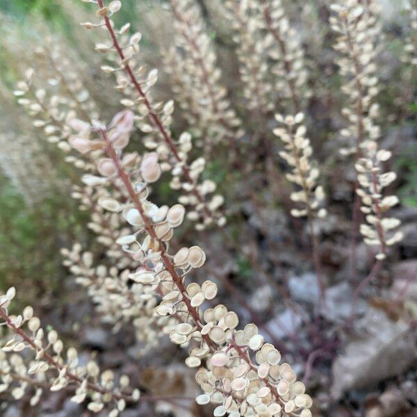 Alyssum alyssoides Ffrwyth