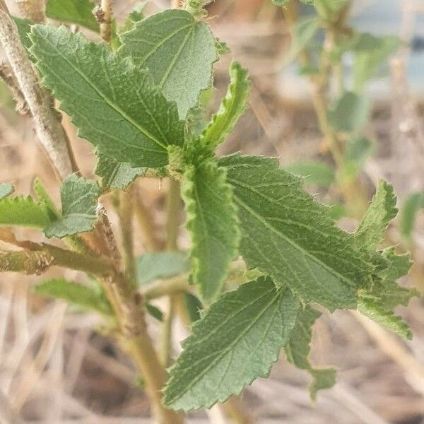 Hibiscus micranthus Levél