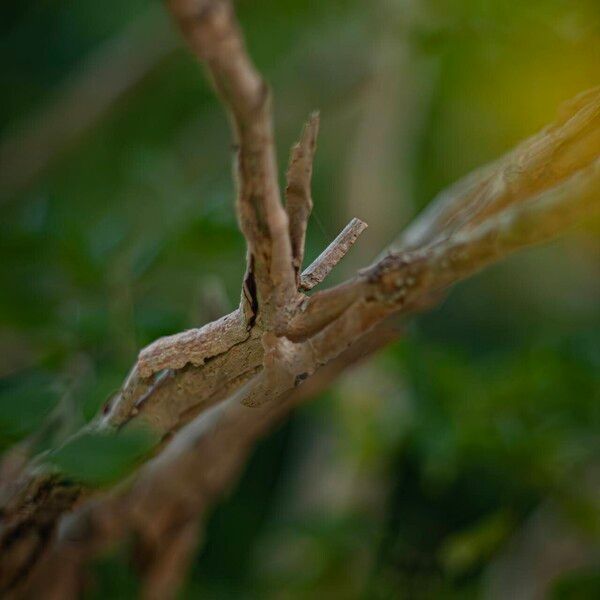 Guaiacum officinale Bark