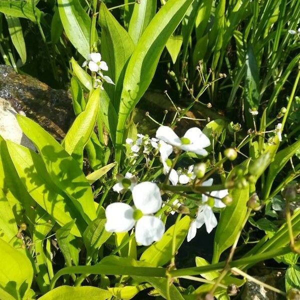 Sagittaria graminea Кветка