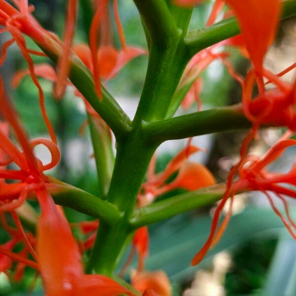 Hedychium coccineum Azala