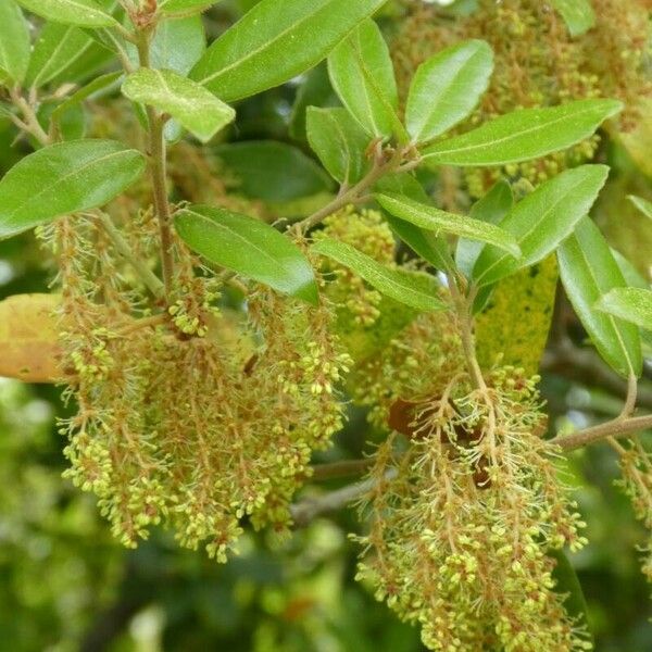 Quercus phillyreoides 花