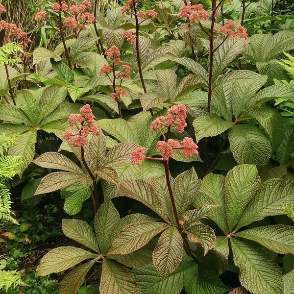 Rodgersia aesculifolia Yeri