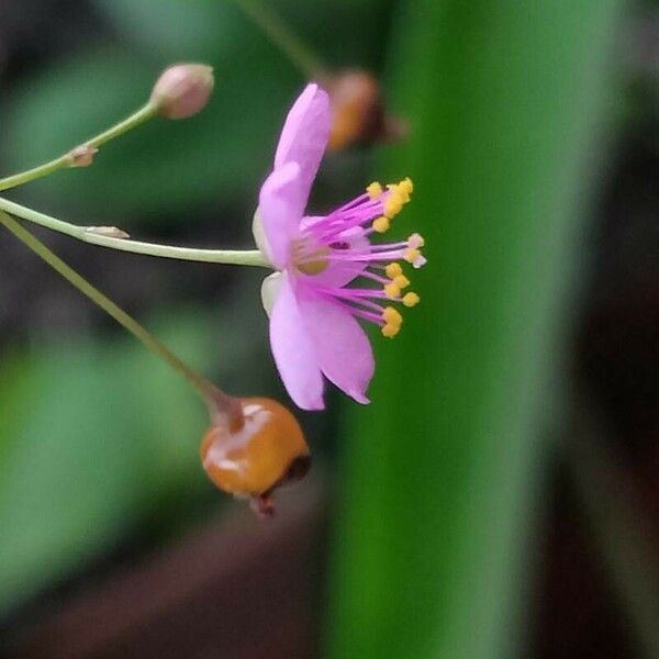 Talinum paniculatum Λουλούδι