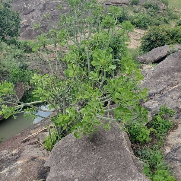 Euphorbia desmondii 葉