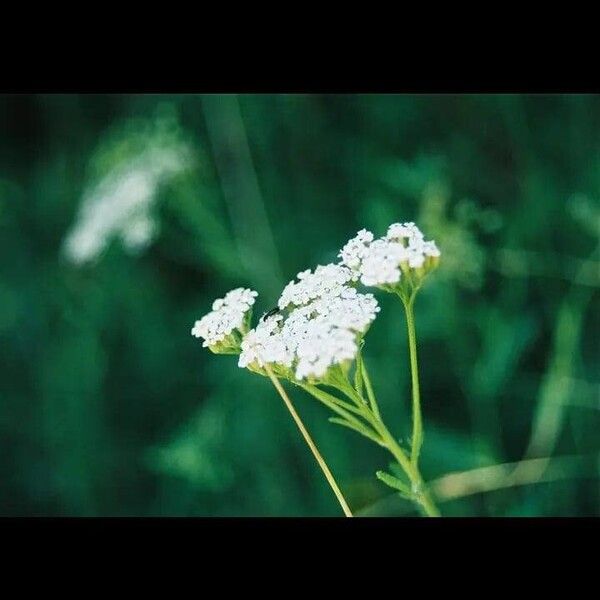 Achillea nobilis Bloem