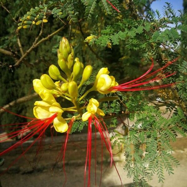 Erythrostemon gilliesii Flower