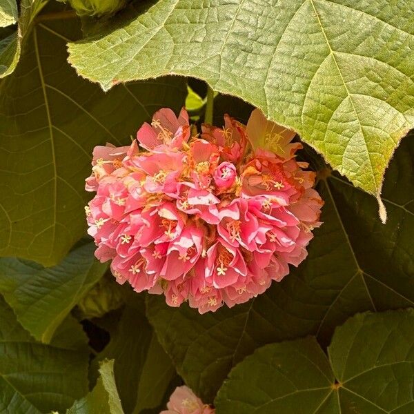 Dombeya wallichii Flors