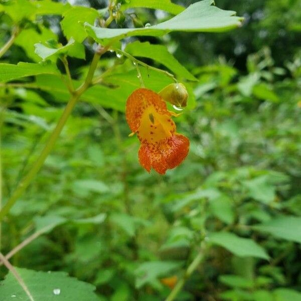 Impatiens capensis Fiore