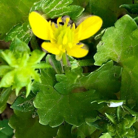 Ranunculus muricatus Flor