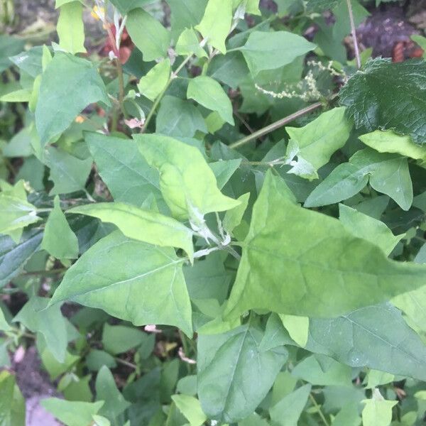 Atriplex prostrata Leaf