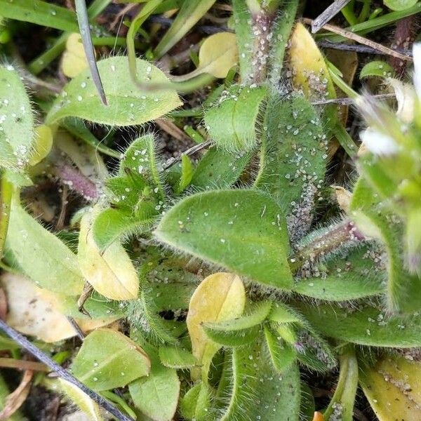 Cerastium glomeratum Blatt