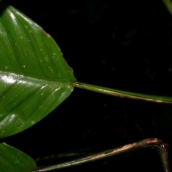 Philodendron alliodorum Ліст