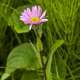 Erigeron peregrinus Агульны выгляд