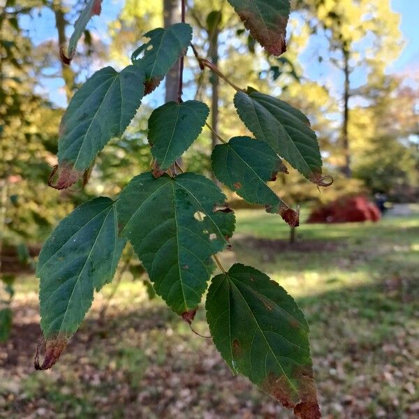 Acer laxiflorum Лист