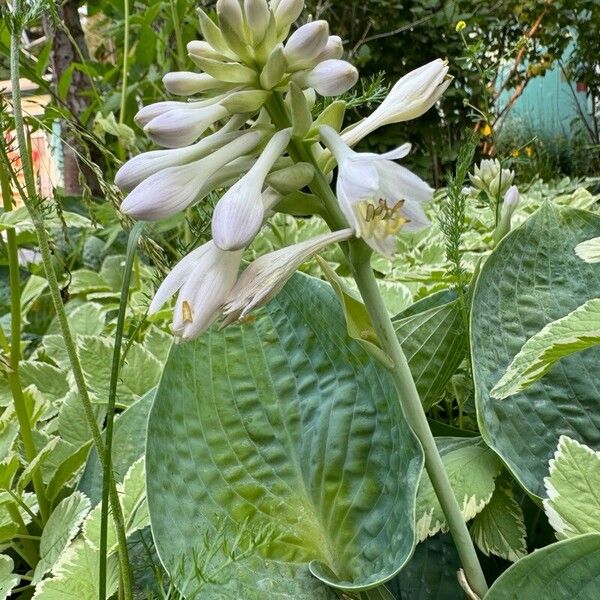 Hosta sieboldiana Fleur