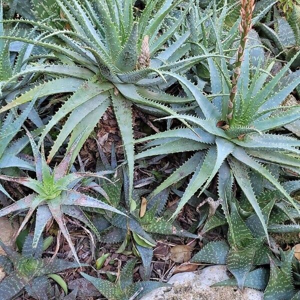 Aloe microstigma Levél