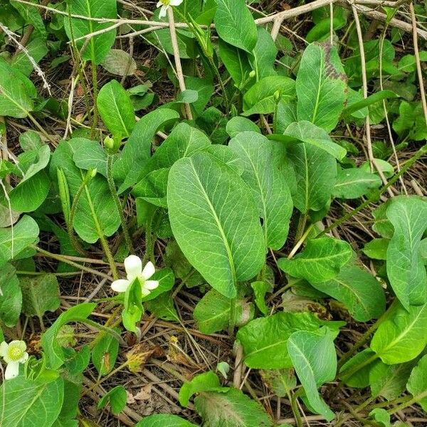 Anemopsis californica Leaf