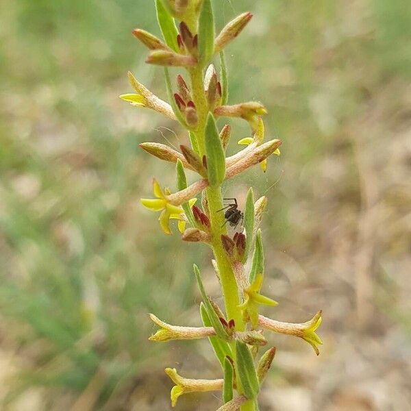 Thymelaea sanamunda Flor