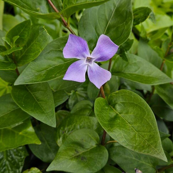 Vinca major Vekstform