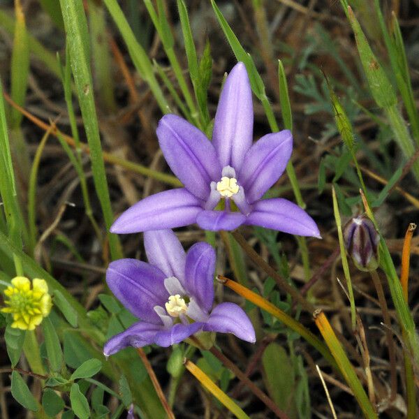 Brodiaea terrestris Çiçek