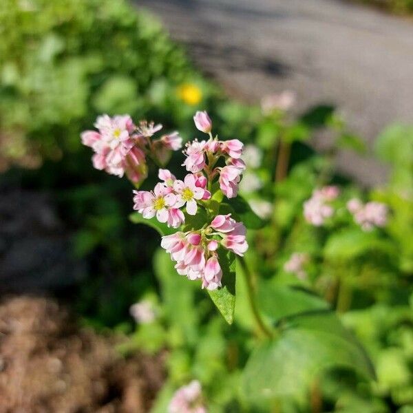 Fagopyrum esculentum Квітка