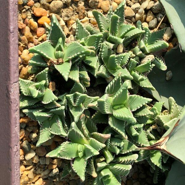 Faucaria tigrina Habitus