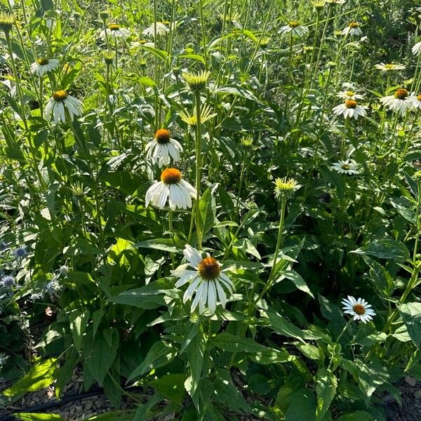 Echinacea pallida Кветка