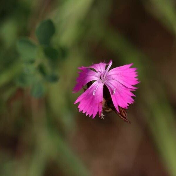 Dianthus carthusianorum Flower