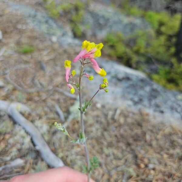 Capnoides sempervirens Fleur