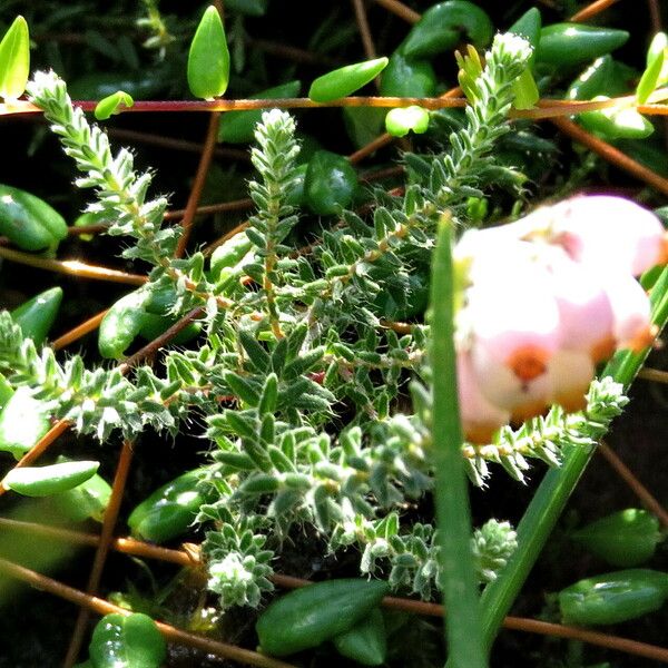 Erica tetralix Flower