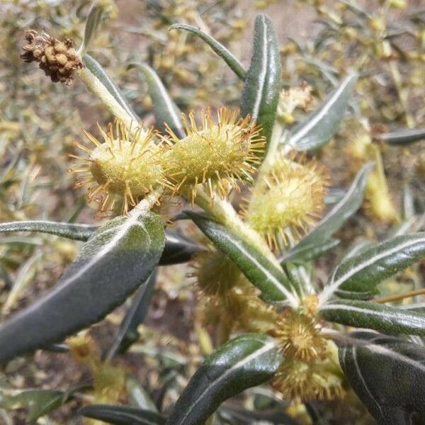 Xanthium spinosum ഫലം