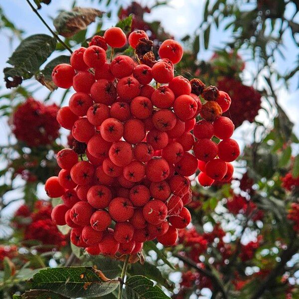 Sorbus aucuparia ഫലം