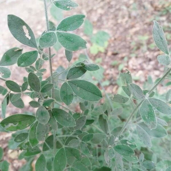 Cytisus villosus Leaf