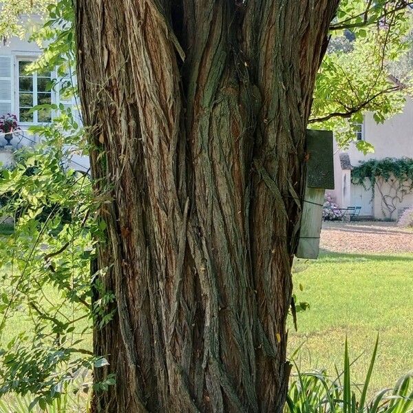 Robinia viscosa Bark