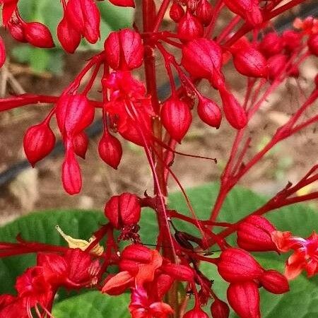 Clerodendrum japonicum Blomma