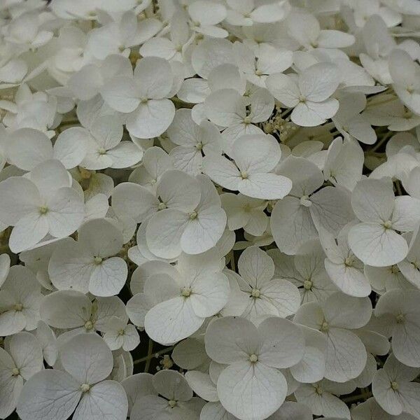 Hydrangea arborescens Flor