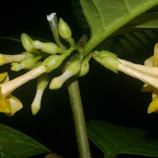 Tabernaemontana pauli Flower