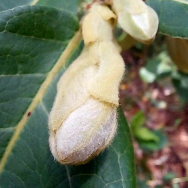 Psidium guineense Flower