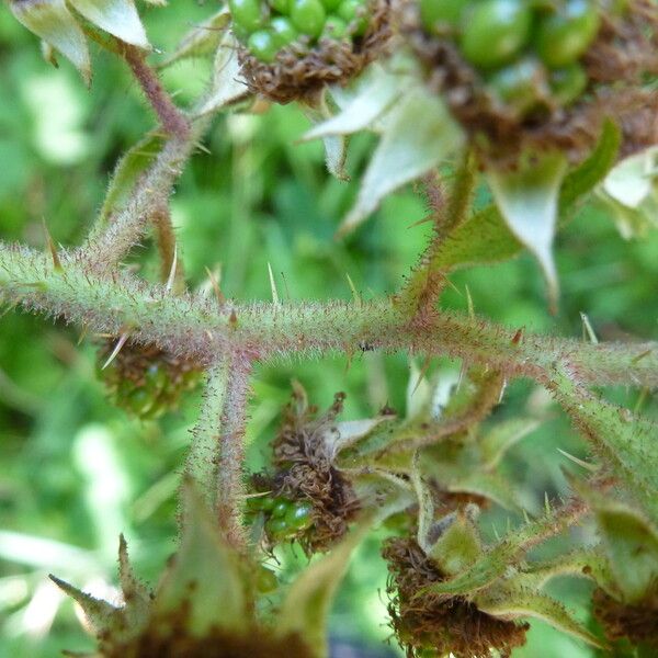 Rubus koehleri Arall