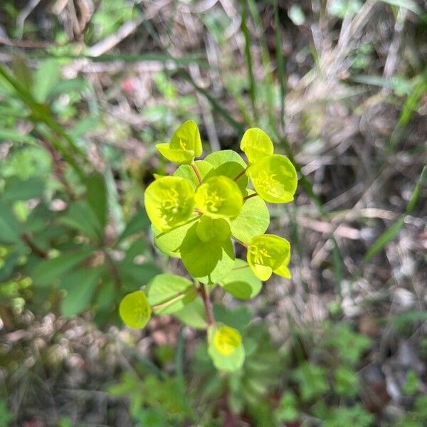 Euphorbia biumbellata Cvet