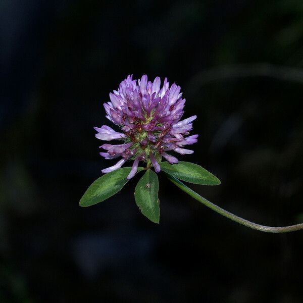 Trifolium pratense 花