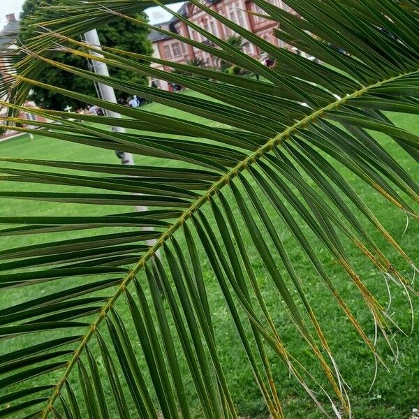 Phoenix canariensis Blatt