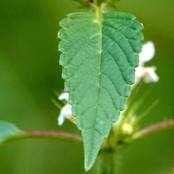 Galeopsis tetrahit Leaf